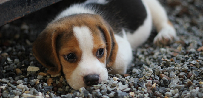 heart worm dog