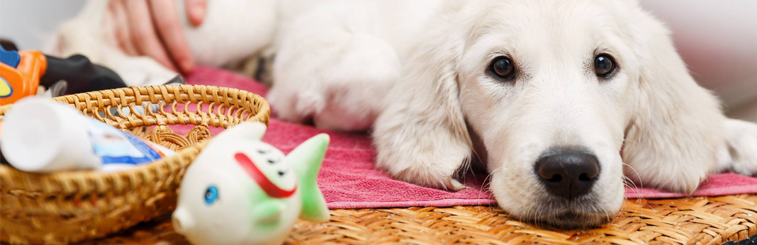 how to get mats out of dog fur
