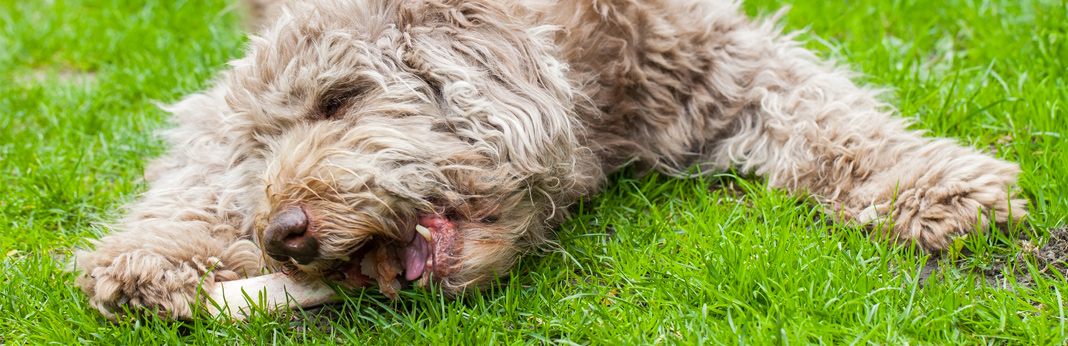 how to properly feed a dog bones