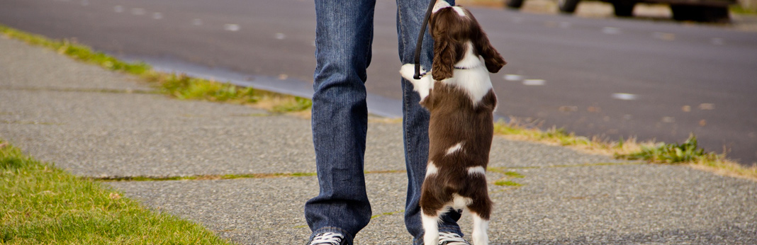 how to stop your puppy from jumping up