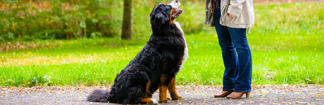 how to train your dog using treats