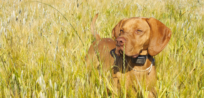 incorporate a dog gps tracker