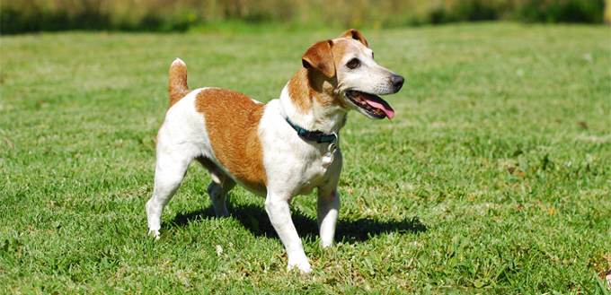 jack russel terrier for hiking