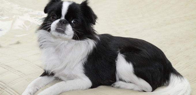 japanese chin