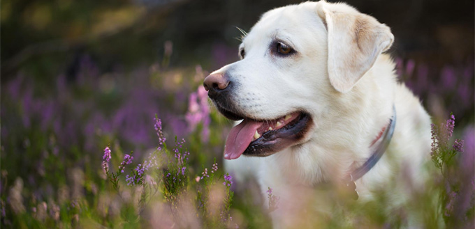 labrador retriever for hiking