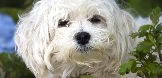 maltese