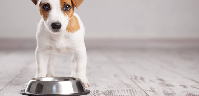 marshmallow treat for dogs