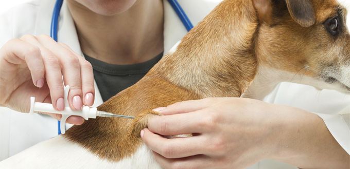 microchip for dogs