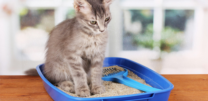 odor in cat litter box