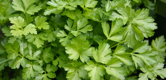 parsley for dogs