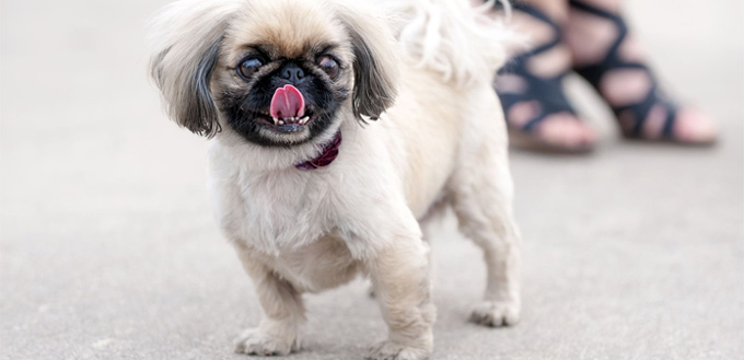 pekingese