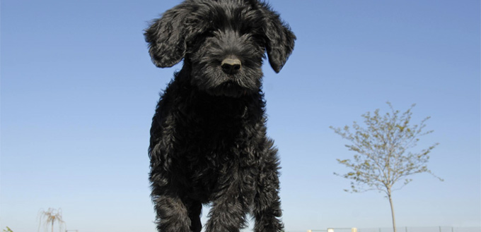 portuguese water dog fro hiking