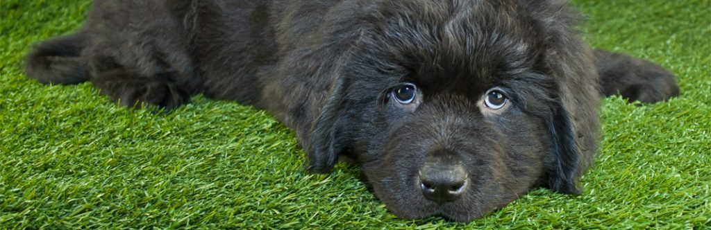Puppy Not Eating: Causes & Advice