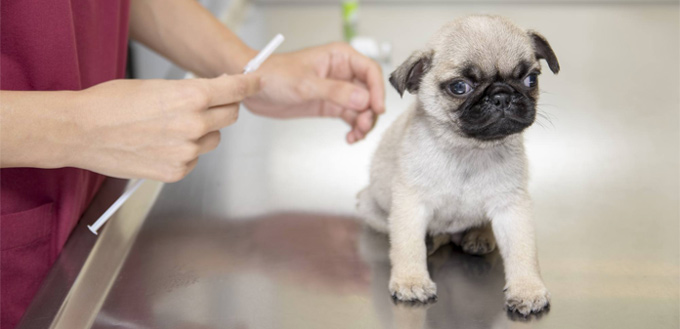 puppy vaccination