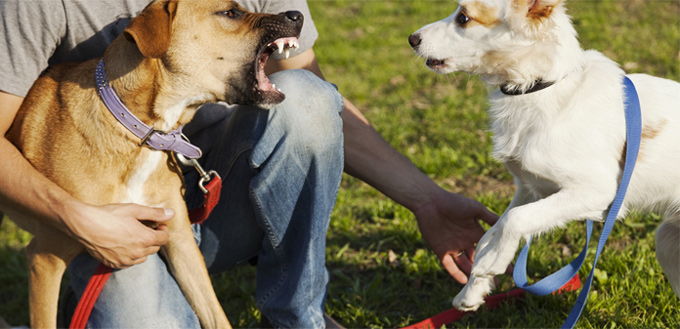 resource guarding in dogs