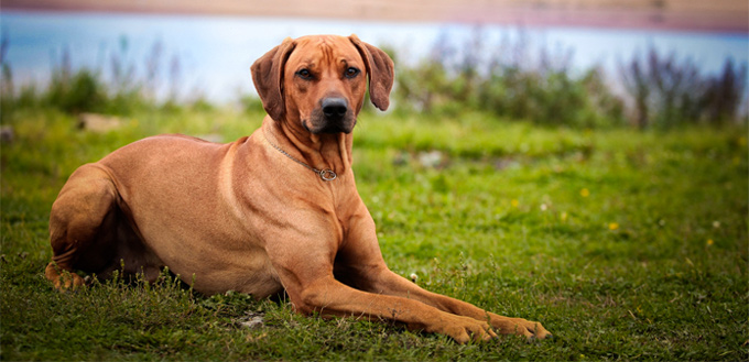 rhodesian ridgeback breed