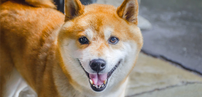 shiba inu