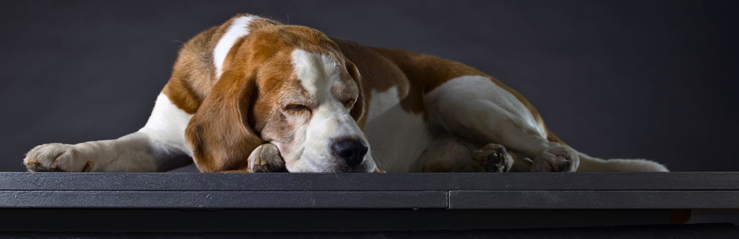 sleep walking in dogs - causes and symptoms