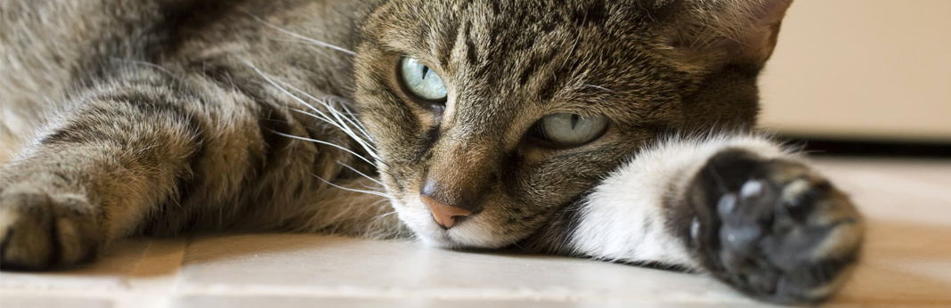 tips to help improve your cat’s digestion