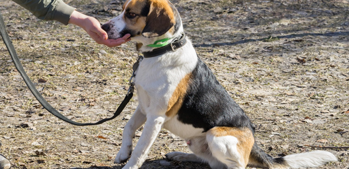 train a dog with a treat