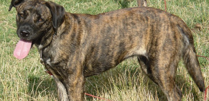 dogs that come in brindle