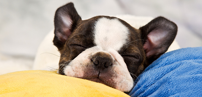 why dogs sleep a lot