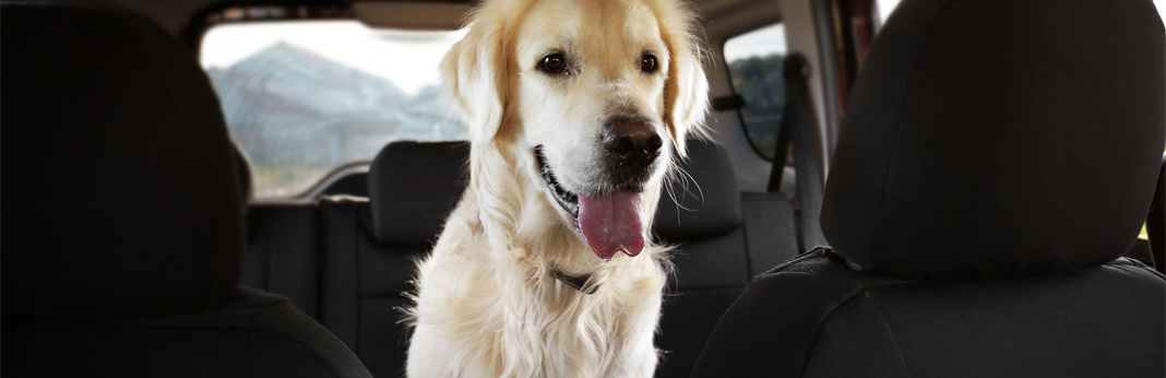 10 tips for dog safety in hot cars