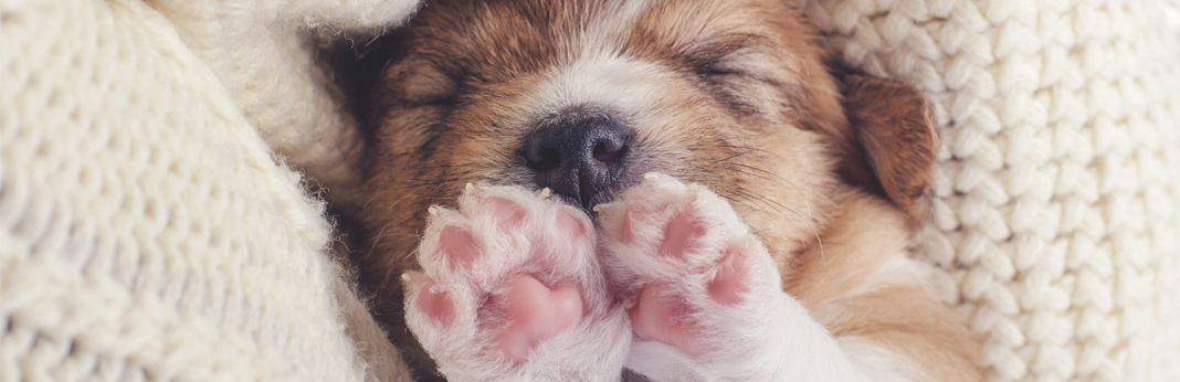 12 ways to protect your dog’s paws all year round