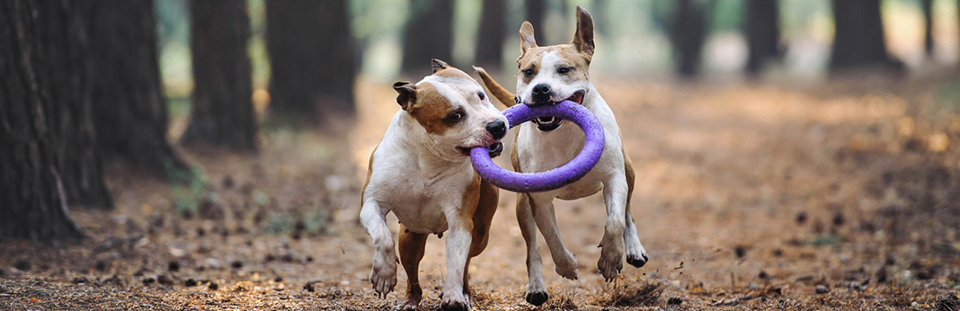 5 steps to calm a hyper dog