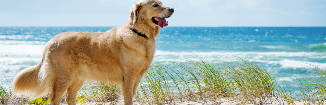 8 tips to keep your dog cool this summer