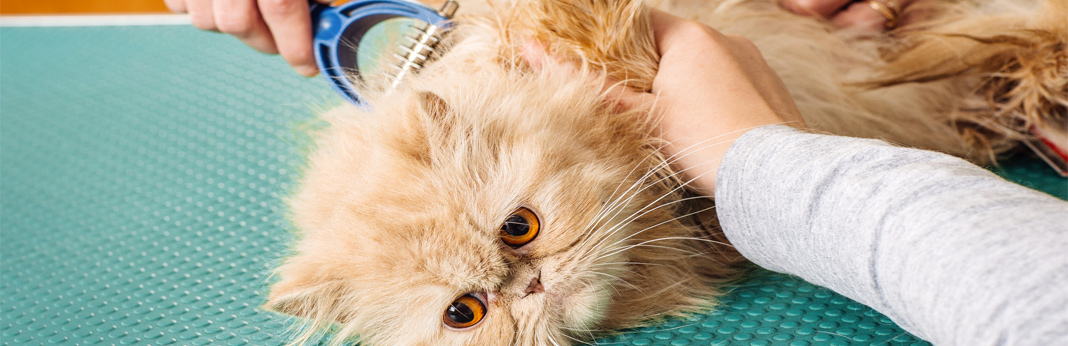 cat hairball treatment pets at home