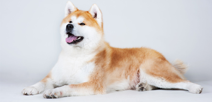 akita dog