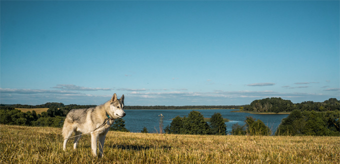 alaskan malamute muscular breed