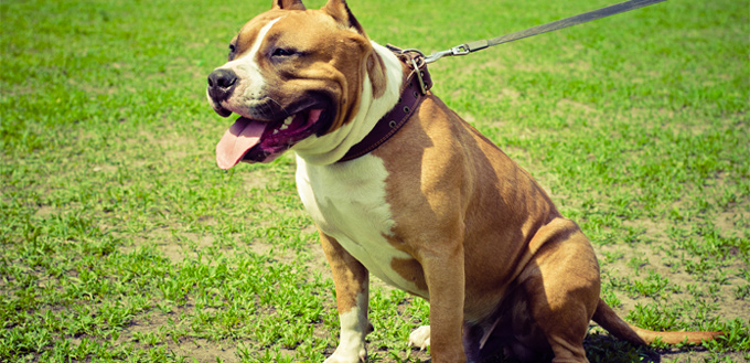 american staffordshire terrier muscular breed