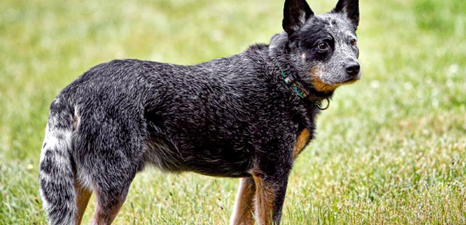 australian cattle dog mucular breed