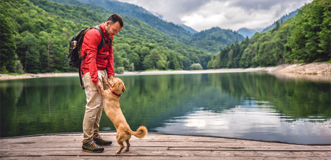 backpack for dogs while hiking