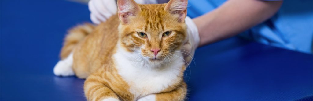 Best Age To Neuter a Cat Everything You Need To Know