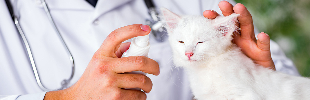 Best Cat Calming Spray  Review Buying Guide in 2021