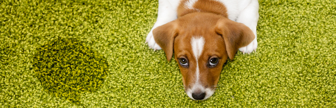 best-way-to-potty-train-your-dog