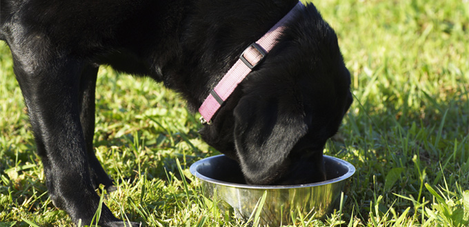 bland diet for dogs