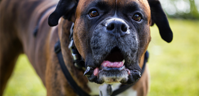 boxer muscular breed