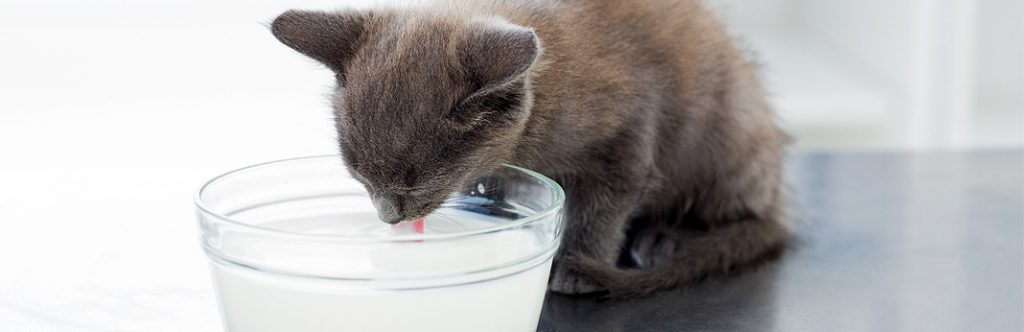 Can Cats Eat Yogurt? (Nutrition Guide) My Pet Needs That