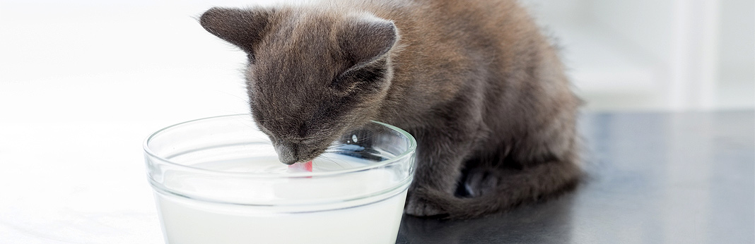 44 HQ Photos Can Cats Eat Yogurt With Honey Can Cats Eat Honey