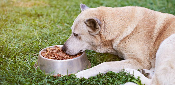 canine bland diet