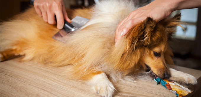 canine shedding