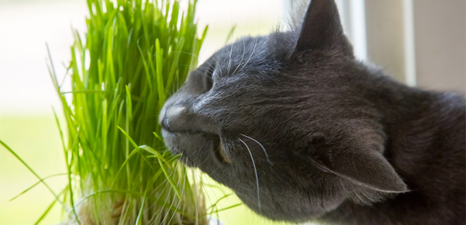 cat eating catnip