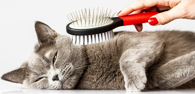 cat grooming - hairballs