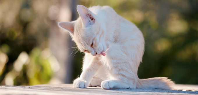 cat hairball