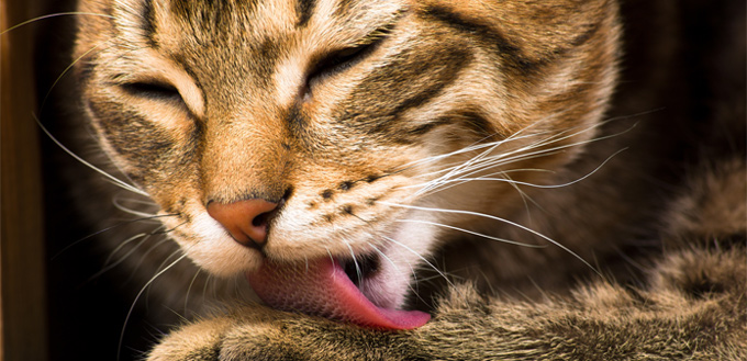 cat hairballs