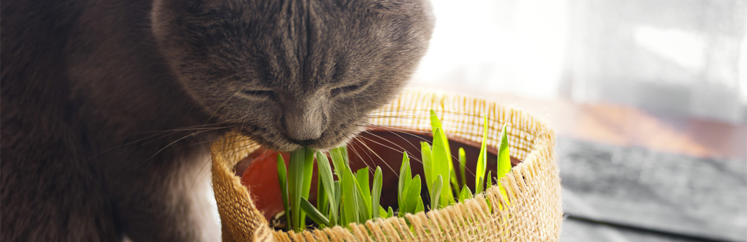 catnip for cats - the ultimate guide